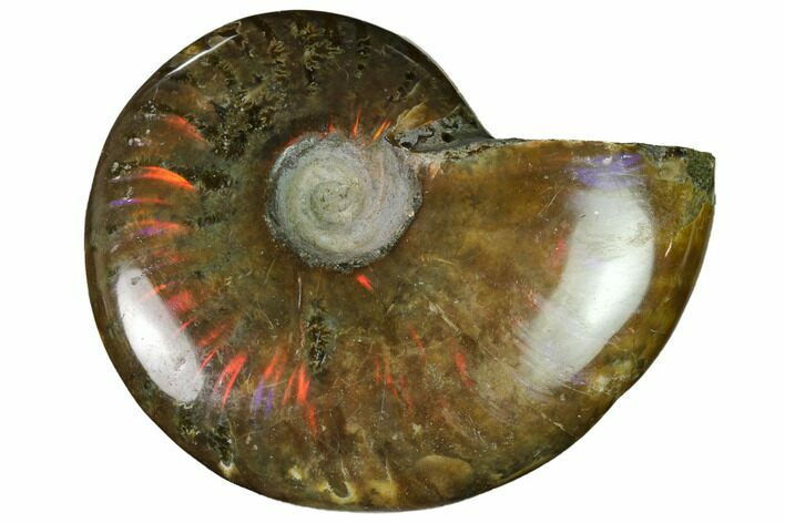 Red Flash Ammonite Fossil - Madagascar #151690
